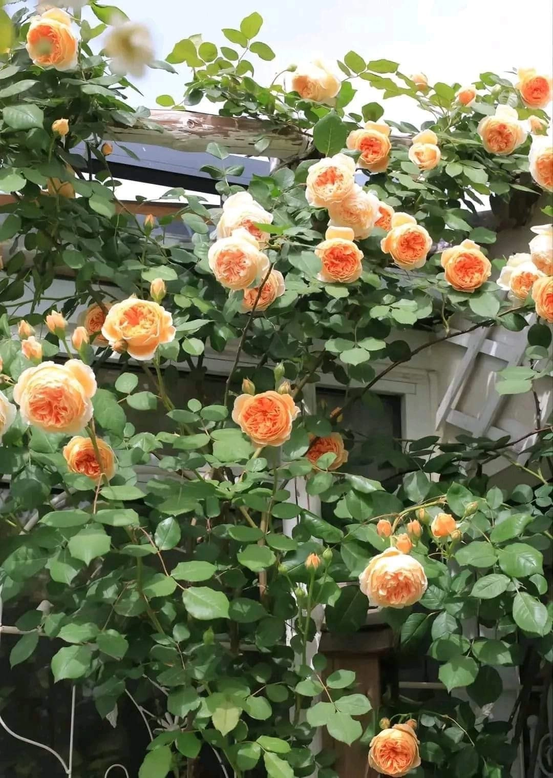 335474219 241308714904753 1234258285320389079 n 20869